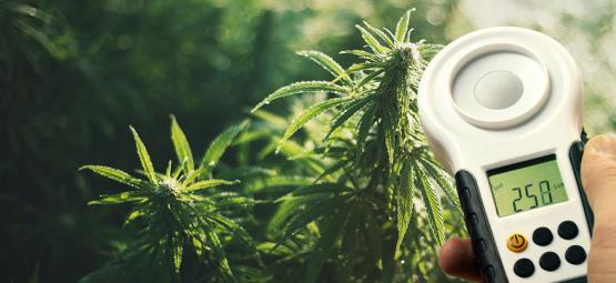 Wie Man Cannabis-Erträge Mithilfe Eines Luxmeters Verbessern Kann