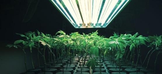 Was Ist Ein Inertes Anbaumedium Beim Anbau Von Cannabis?