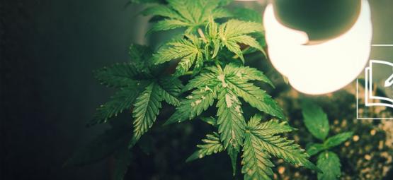 Alles, Was Man Über Den Mikro-Anbau Von Cannabis Wissen Muss