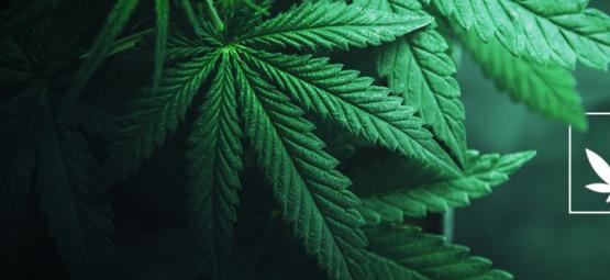 Was Ist Cannabis?