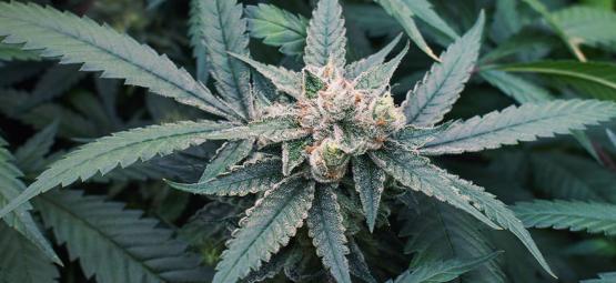 7 Faktoren, Die Die Cannabisblüte Beeinflussen Können
