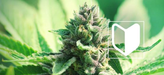 Was Benötigt Man, Um Einen Cannabisanbau Zu Starten?