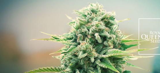Die Neuen Cannabissorten Von RQS Heben Die Messlatte 2021 Höher