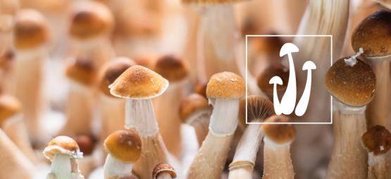 Frische Vs. Getrocknete Magic Mushrooms: Was Ist Besser?