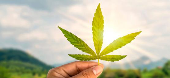 Cannabis-Berufe Im Überblick