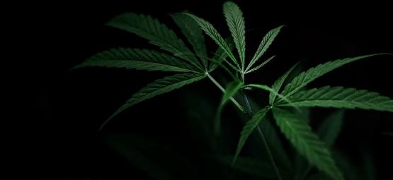 Wie Du Die Blütephase Von Cannabispflanzen Mithilfe Von Lichtentzug Kontrollierst