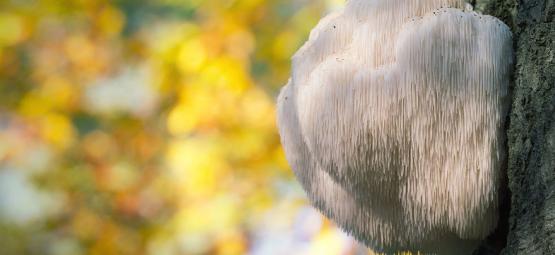 Was Ist Der Löwenmähnen-Pilz?