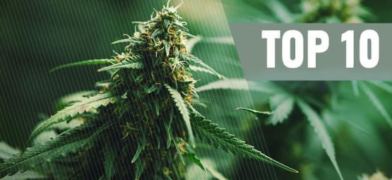 Top 10 Der Besten Regulären Cannabissamen Von 2024