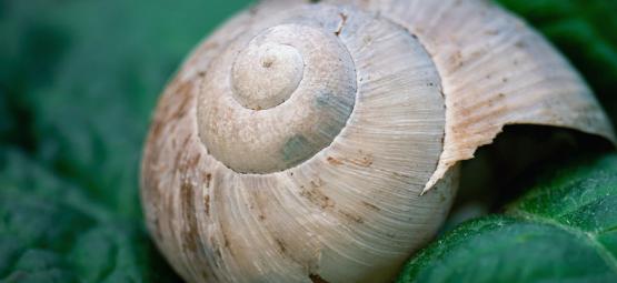 Cannabisschädlinge: Wie Man Schnecken Und Nacktschnecken Loswird