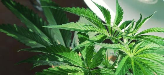 Braucht Man Eine Seitliche Beleuchtung Für Cannabispflanzen?