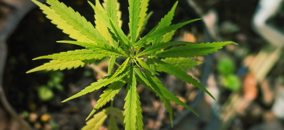 Seltsame Und Wundervolle Cannabismutationen