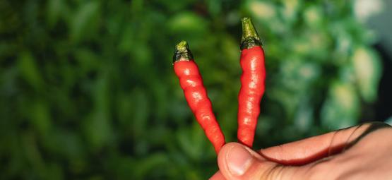 Wie Und Wann Man Scharfe Chilis Erntet