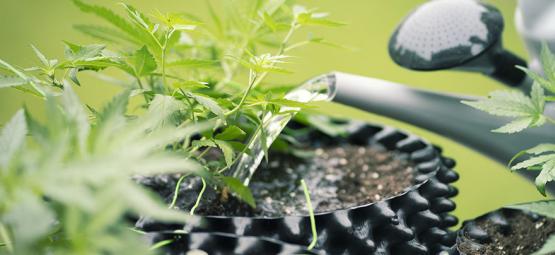 Wie Man Osmosewasser Für Den Anbau Von Cannabis Nutzt