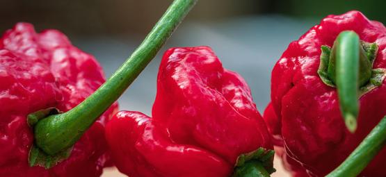 Carolina Reaper: Wie Man Ihn Anbaut Und Verwendet