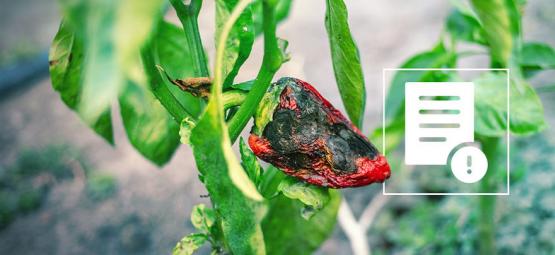Wie Man Schädlinge Auf Chilipflanzen Loswird