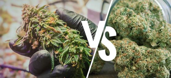 Die Unterschiede Zwischen Rohem Und Decarboxyliertem Cannabis