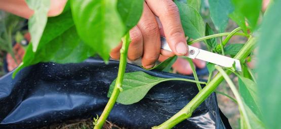Wie Man Chilipflanzen Für Maximalen Ertrag Beschneidet