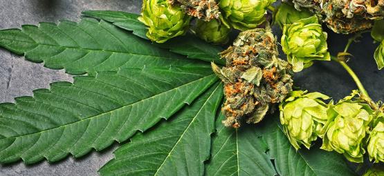 Was Ist Humulen In Cannabis?
