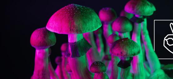 Kann Man Eine Toleranz Gegenüber Magic Mushrooms Aufbauen?