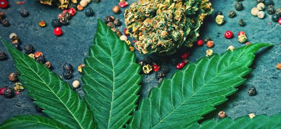 Was Ist Caryophyllen In Cannabis?