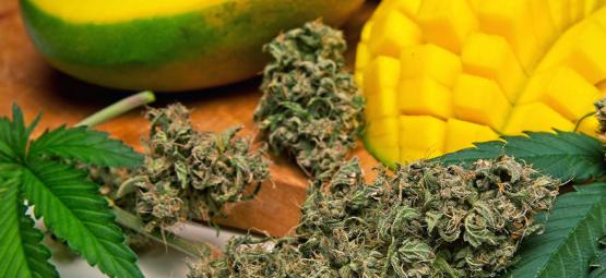 Was Ist Myrcen In Cannabis?