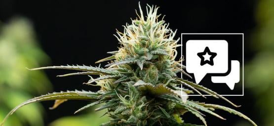 Cannabissorte Zamnesia X: Bewertung & Information