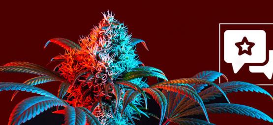 Cannabissorte Strawberry Cough: Rezension Und Informationen