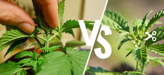 Cannabis Beschneiden: Topping Vs. Fimming