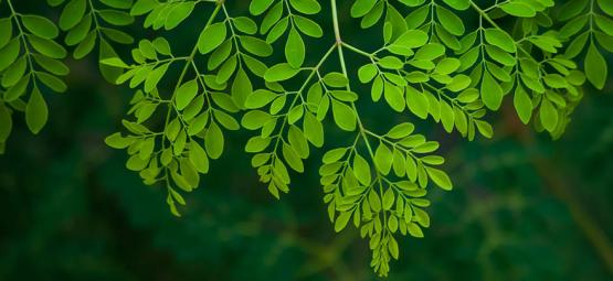 Alles Wissenswerte Über Moringa