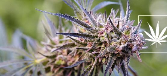 Was Ist Eine Cannabissorte?