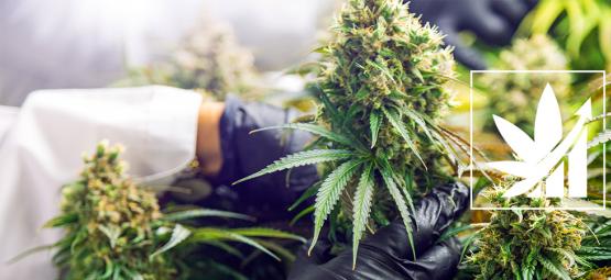 Was Bedeutet Crop Steering In Bezug Auf Cannabis?