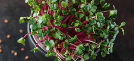 Was Sind Microgreens Und Wie Baut Man Sie An?