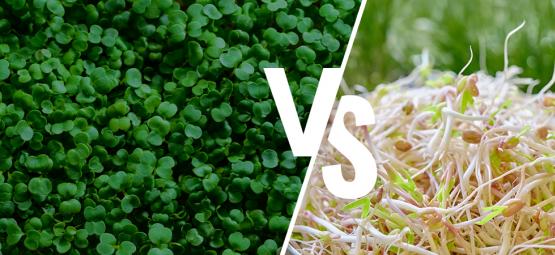 Sprossen Im Vergleich Zu Microgreens: Was Ist Der Unterschied?