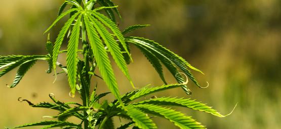 Auf- Und Abwärtskräuseln Von Cannabisblättern Beheben