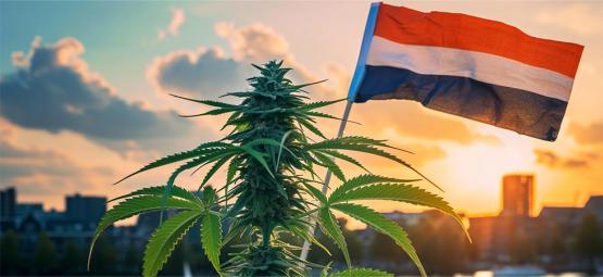 Beginn Des Legalen Verkaufs Läutet Neue Ära Für Niederländisches Cannabis Ein