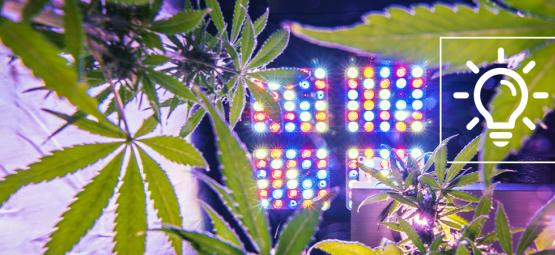 Aufregende Cannabisanbautechnologie Im Jahr 2024