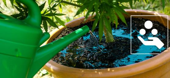 Cannabis-Zusatzstoffe erklärt: Was sie bringen und warum man sie braucht