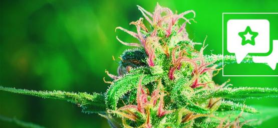 White Widow Sortenrezension Und Informationen