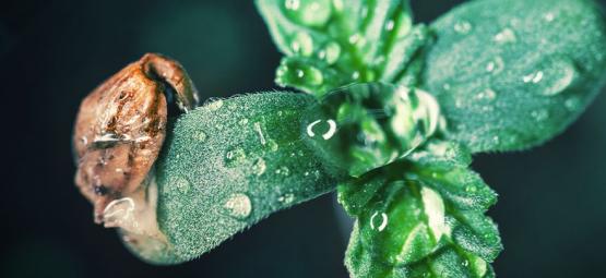 Anbautipp: Wie Man Cannabis Sämlinge Umsorgt