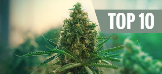 Die Top 10 Der Besten Cannabissorten