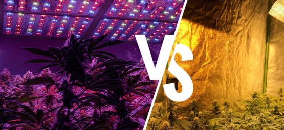 Cannabis-Anbaulampen: LED Vs. HPS