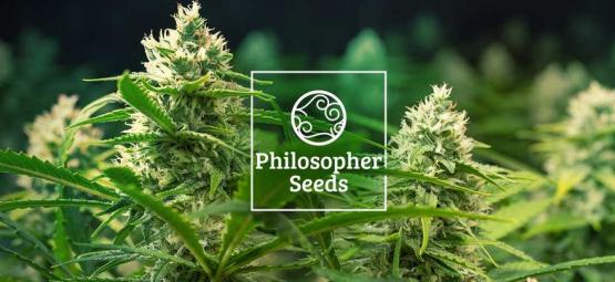 5 Tipps Von Philosopher Seeds Wie Man Autoflowering Samen Aufzieht