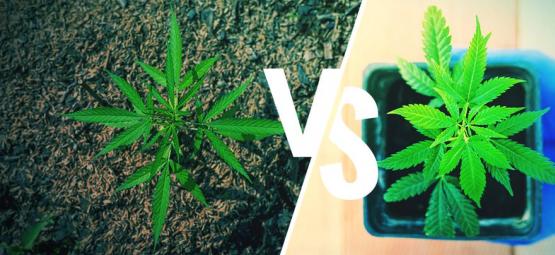 Cannabis Anbau Im Freien: Töpfe Im Vergleich Zu Boden