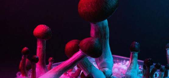 Am Berühmtesten Psilocybin Pilze