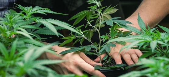 Im Gespräch Mit Jorge Cervantes: Vater Des The Cannabis Grow Guide