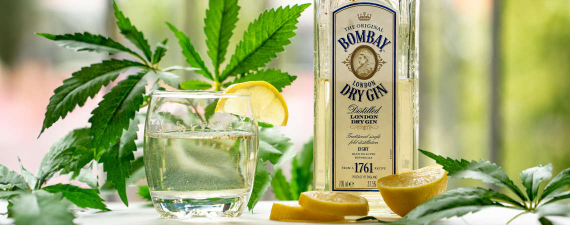 Wie man Ginjah herstellt: Cannabis, Gin und Tonic Wie man Ginjah herstellt: Cannabis, Gin und Tonic
