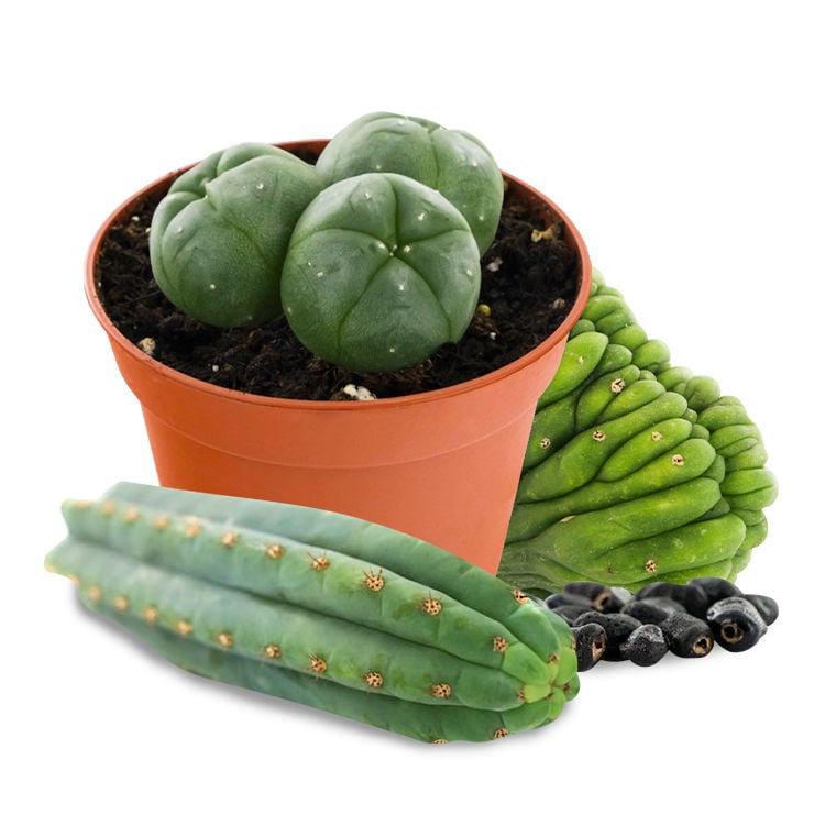 Mescaline Cacti