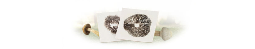 Magic Mushroom Spore Prints