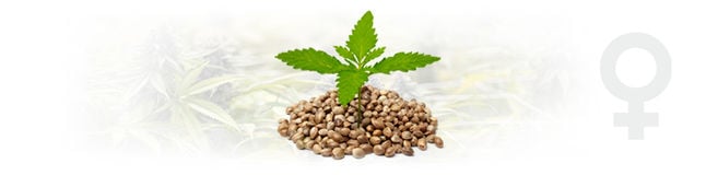 Feminized Cannabis Seeds