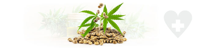 Top 10 CBD Seeds